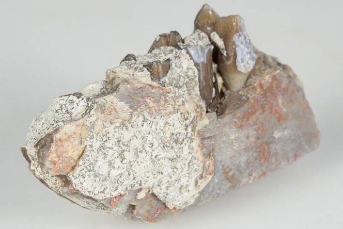 1.45" Fossil Horse (Mesohippus) Jaw Section - South Dakota